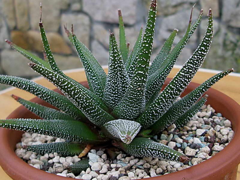 Haworthia: how to grow a popular succulent plant at home